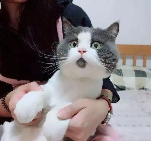 第一次养猫时,你都闹过哪些笑话?