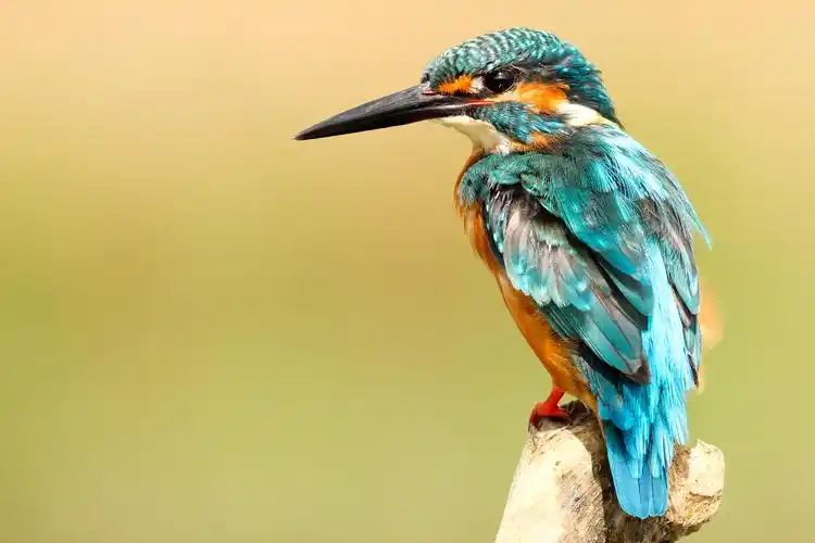 鸟类,鸟,翠鸟,动物轻盈敏捷的翠鸟图片 鸟类,鸟,翠鸟