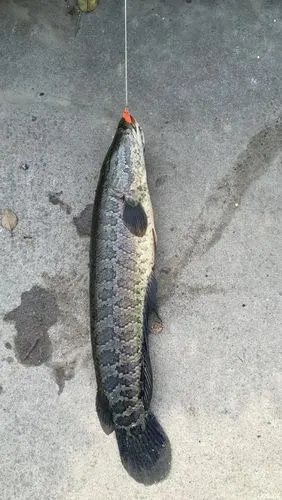 没有那么好的文采,我就发点图片吧 拟饵钓黑鱼