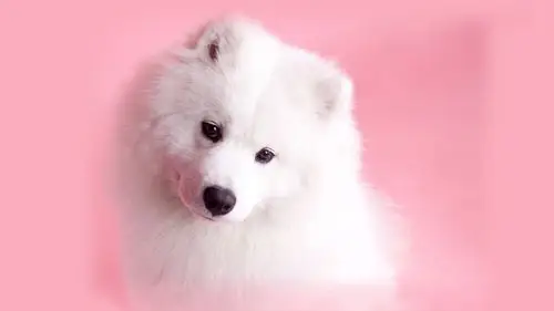 白色可爱萨摩耶犬桌面壁纸下载