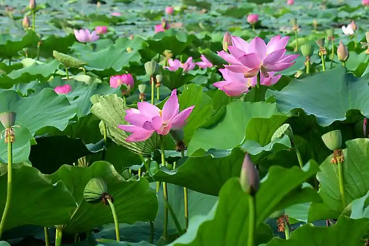 夏日池塘荷花开