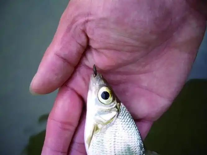 隶属于鲤科亚科,是一种在河流和湖泊环境中栖息的中小型淡水鱼类