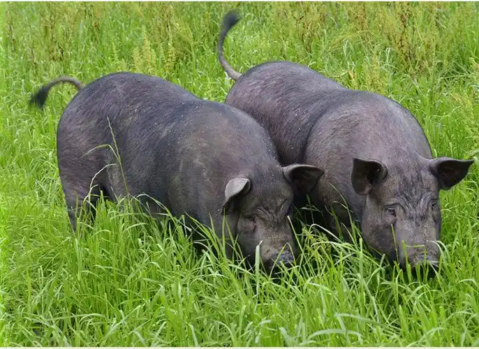 坝上草原散养生态富硒猪肉繁殖基地