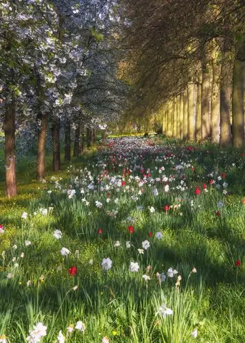 美丽的春天夏天花草甸景观在阳光下自然风景免费下载_jpg格式_2501