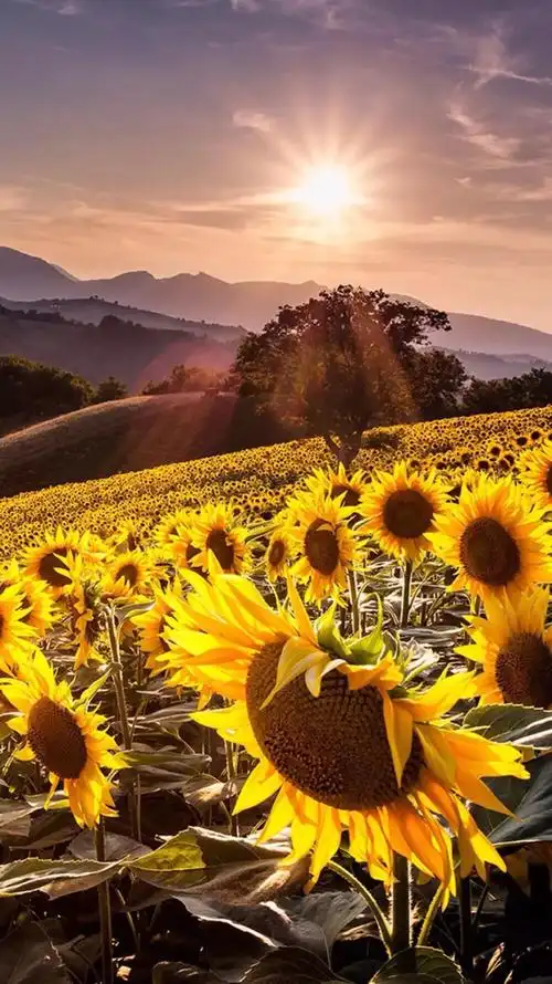 唯美风景 向阳花开 暖阳 阳光 向日葵 山脉自然风光 唯美壁纸 iphone