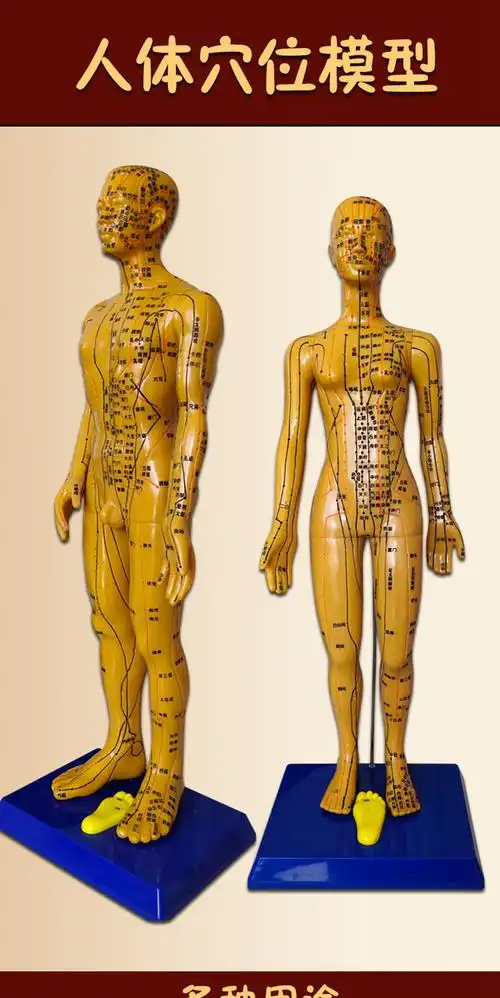 71697222130商品名称:丰帆中医针灸穴位人体模型男女模型清晰经络小