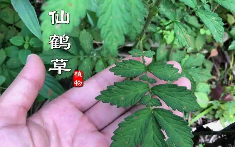 农村这种野草,人称仙鹤草,龙芽草,嫩叶可食用,用途非常广泛