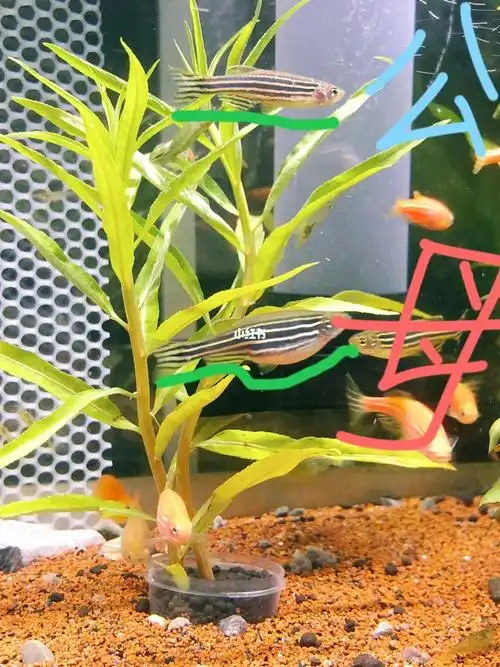 来做题给斑马鱼分公母吧