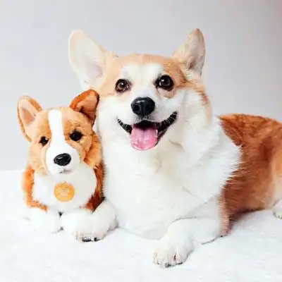 柯基可爱头像图片超清 小短腿柯基犬头像大全_动物头像_美头网