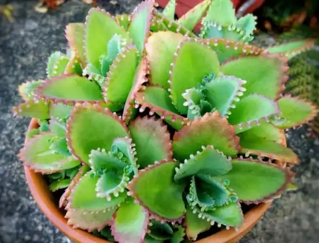 落地生根花有毒吗适合家养吗(这种植物的两大特点皆"不老实",有毒