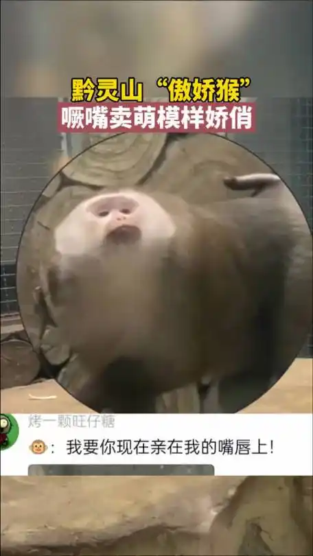 近日网友拍下黔灵山公园小猴子搞笑表情|猴子_新浪新闻