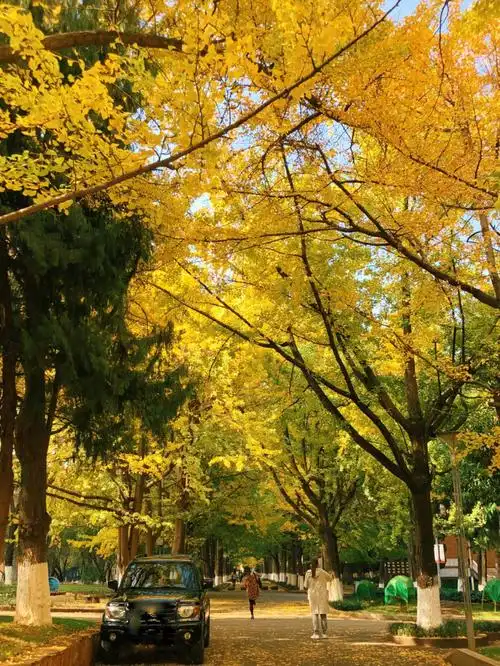阳光银杏昆明的冬天