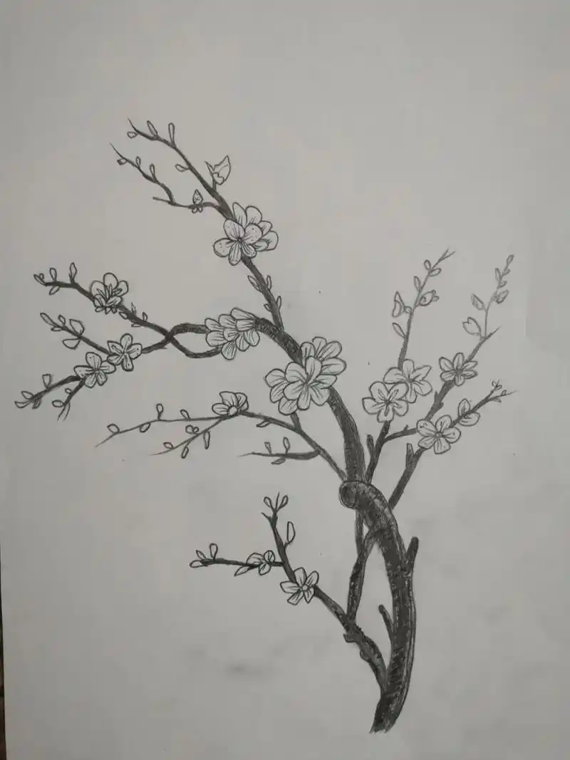 素描铅笔画～梅花 刷刷