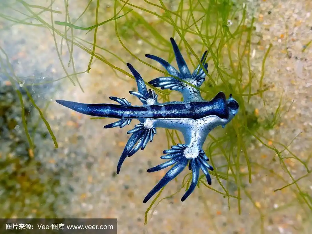蓝色的龙,蓝色的海蛞蝓