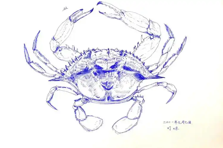 吃蟹的季节到啦～_速写_钢笔_梭子蟹_钢笔速写_兴趣爱好_绘画