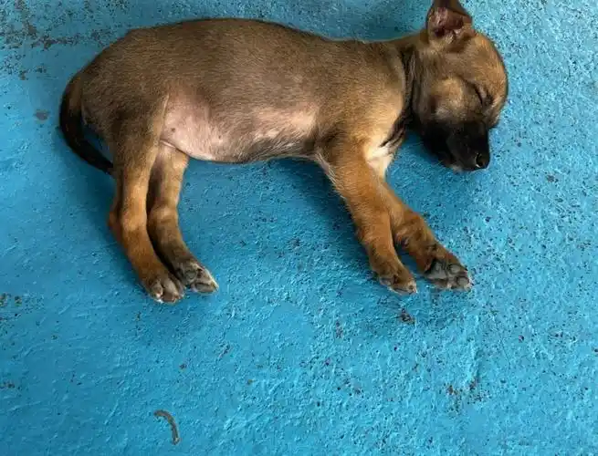 两个月小土狗发生了大变化