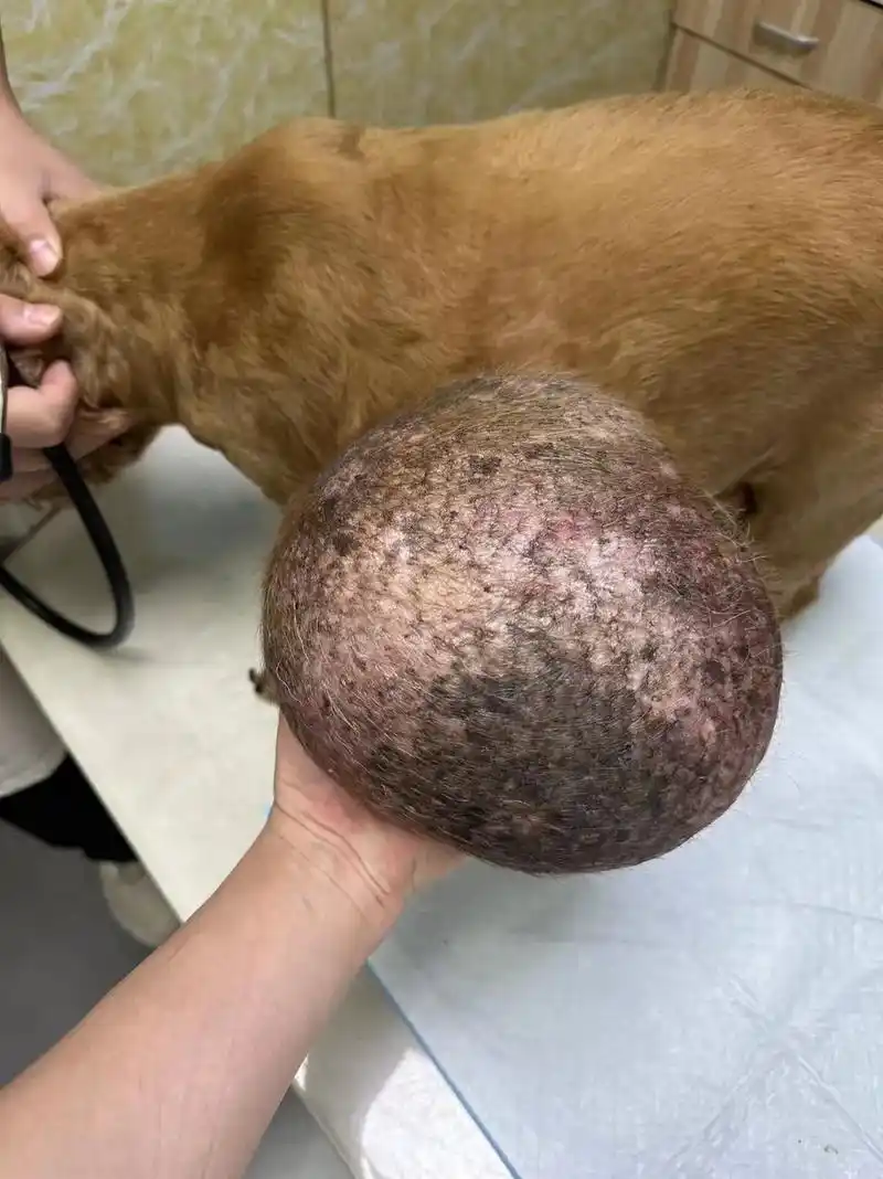 十四岁的可乐每天拖着四斤重的乳腺肿瘤  - 抖音