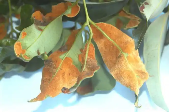 荔枝虫害高清图