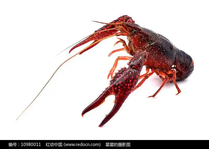红螯虾摄影图图片
