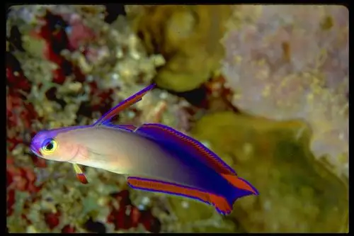 u4 g& l          紫雷达并不是很多见