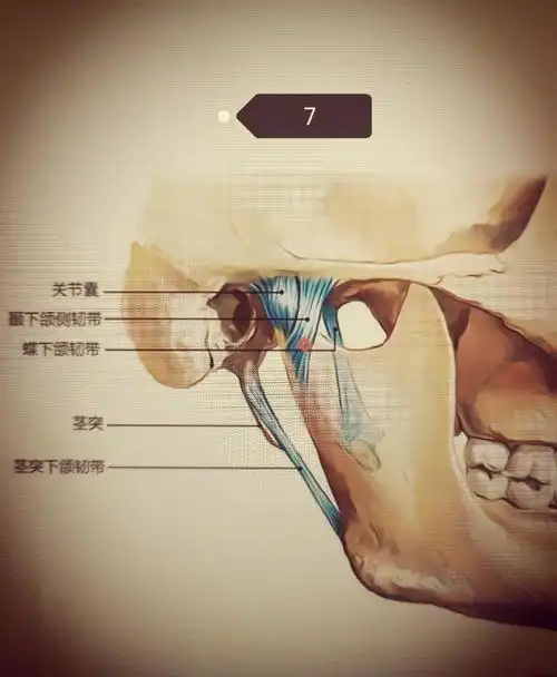 颞下颌关节:你了解多少?