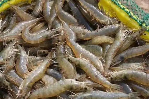 成都丰昱水产-南美白对虾养殖特性