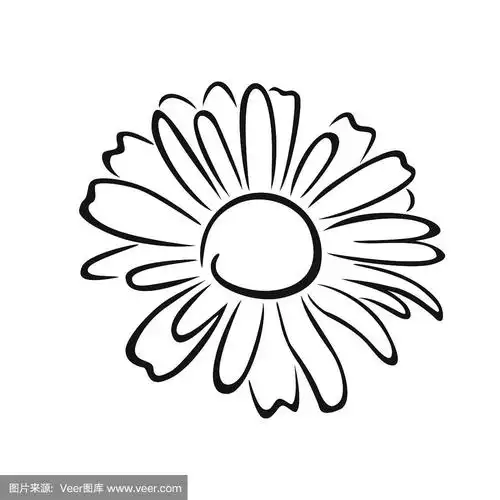 洋甘菊花卉孤立.花的图标.