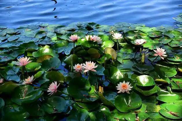 北京朝阳公园夏日风景