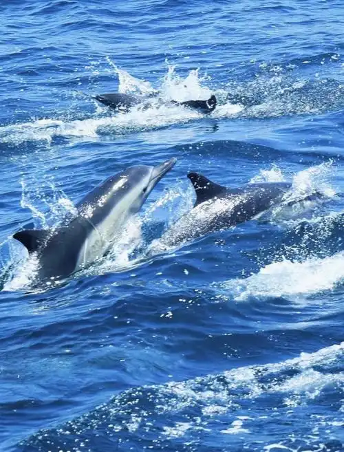 遇见你的动物导师当你看见海豚时