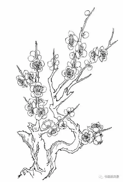 每天教你学画画梅花白描画谱老树虬枝苍劲高洁