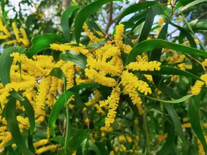 相思花一相思树开花花开是景花落成诗