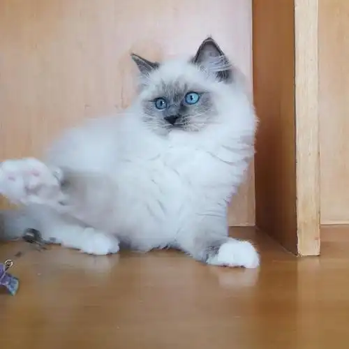 布偶猫精品蓝双蓝手套弟弟妹妹寻新家