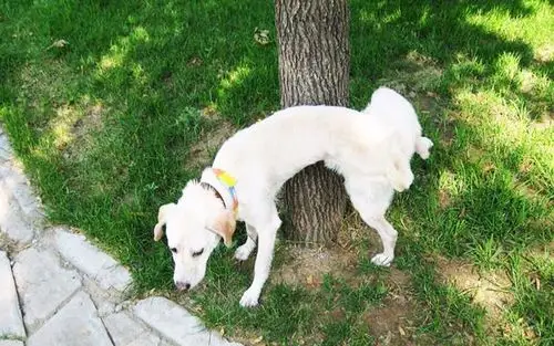 原创狗狗在家随地大小便,怎么办?学会这两招,1到3天就能见效果!