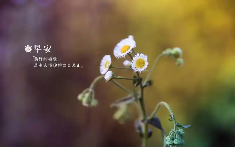 早安壁纸图片
