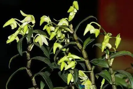 2019-03-12花语谷网160阅读石斛和铁皮石斛之间有什么区别呢?