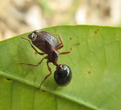 宠物蚂蚁全异巨首蚁活体蚂蚁超大蚂蚁蚁后盲切叶蚁蚂蚁工坊有货优惠券