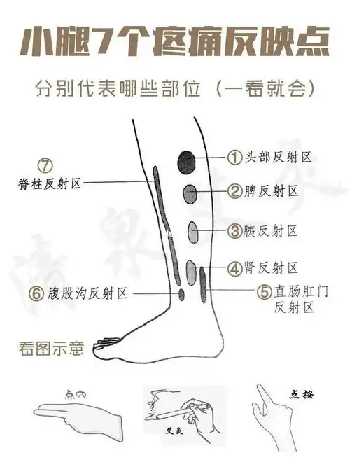 肌肉|肿胀|穴位|小腿肚_网易订阅