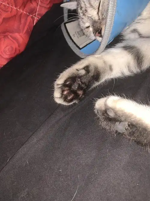 请问猫的脚掌这样是猫藓吗?