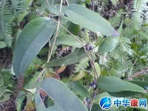 土茯苓图片简介及鉴别方法