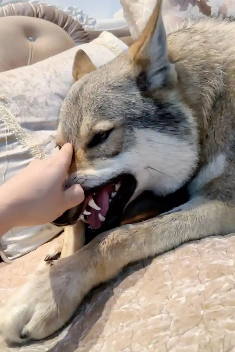 狼与老虎啃牛骨对比.#捷克狼犬 #北美灰狼 #猛兽 #老虎 - 抖音