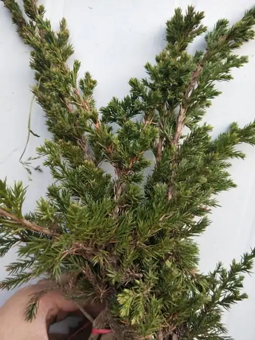 盆景家居饰品品地铺地柏苗微型松柏行道树绿化其他工艺饰品