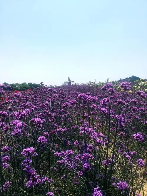 无锡:薰衣草邂逅雪浪山 游客情迷薰衣草