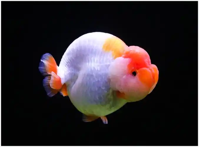 zxc潘式小尾兰寿金鱼活体精品奶牛活鱼观赏鱼冷水小中型鱼苗好养耐活