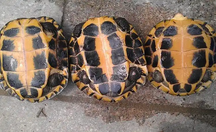 金钱龟的图片(金钱龟的养殖方法和注意事项)