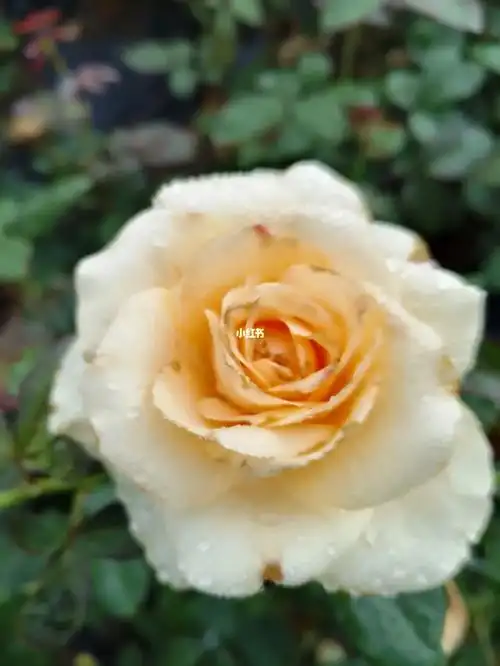 大家好,今天带来的是蜜桃雪山月季花!#杏黄色的花朵,枝条粗壮!