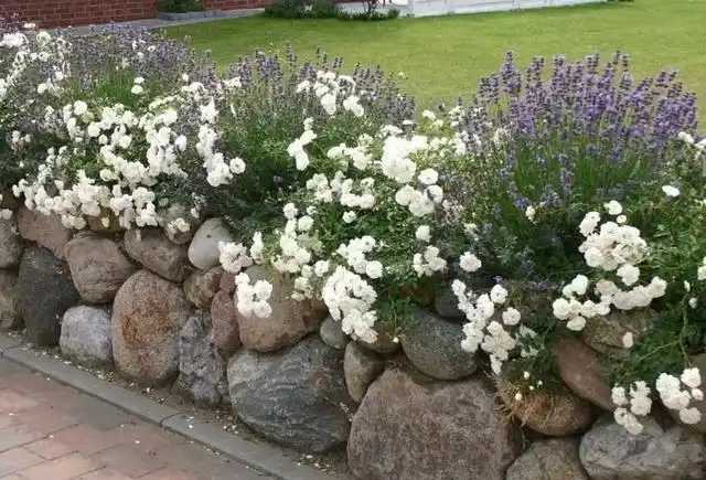 附流程与案例!|花坛|植物|碎石_网易订阅