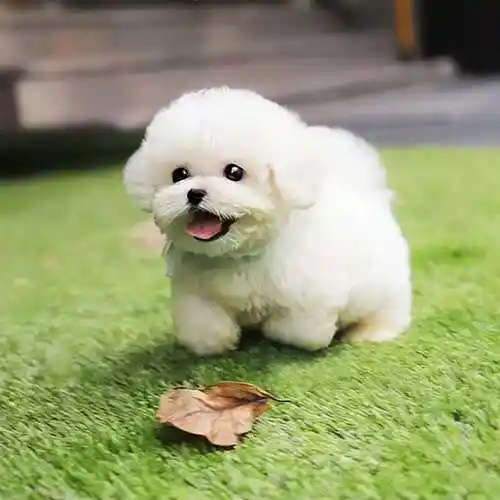 泰迪有白色的吗(白色泰迪和比熊长相相似)(图2)