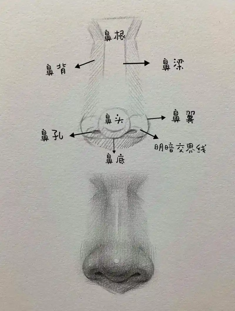 你们要的素描鼻子 简单易学得高分干货!via:素描笔迹#美术 - 抖音