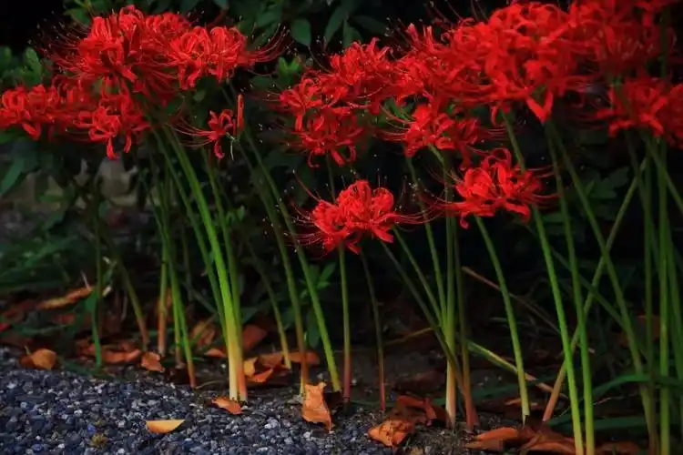 日本的彼岸花大片开放了!妖艳的花海刷爆了朋友圈!