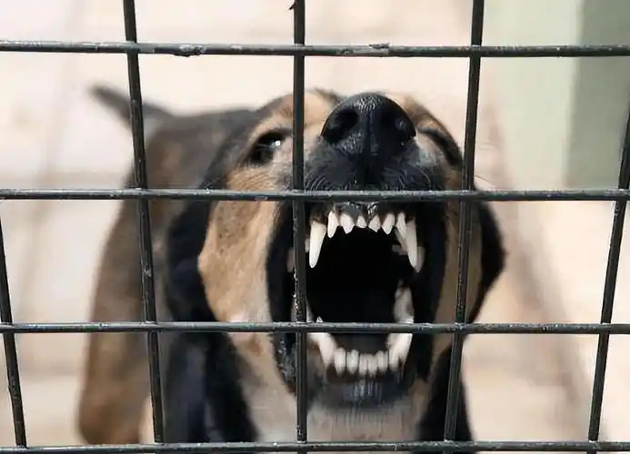 1998年美国温顺宠物狗折磨女主人致死调查后却发现狗不是真凶